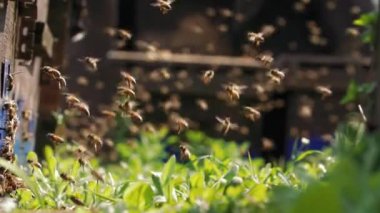 Uçan bal arısı sürüsü