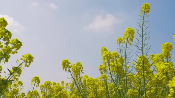 Spring rape seed flower filed — Stock Video