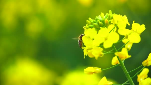 Våren honung bi flyger runt våldtäkt gula blommor — Stockvideo