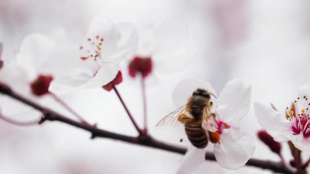 Honey bee in spring plum flower — Stock Video