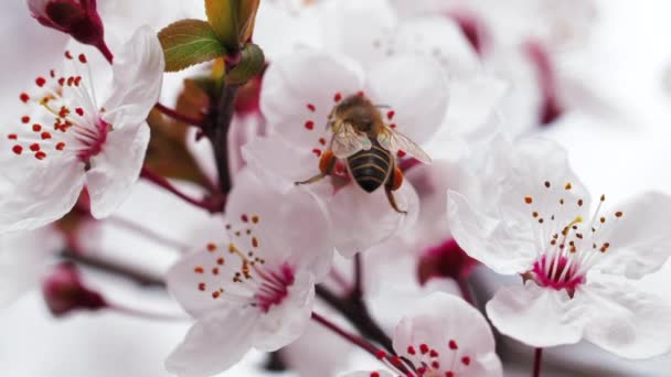 Abelha de mel na flor de ameixa primavera — Vídeo de Stock