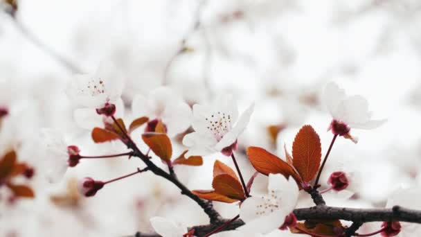 Wiosenne kwiaty śliwki na wietrze — Wideo stockowe