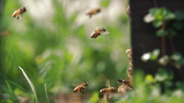 Langzame beweging honingbij vliegen — Stockvideo