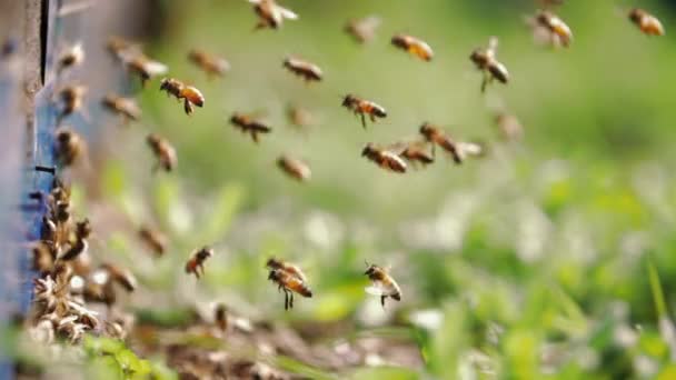 Sciame di api che volano intorno alveare in un campo primaverile — Video Stock