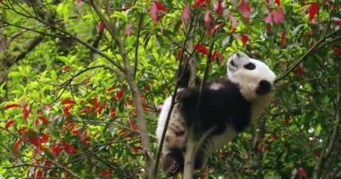 Ağaçta oynayan sevimli panda yavrusu