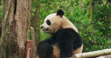 Bir panda ormanda rahatlar.