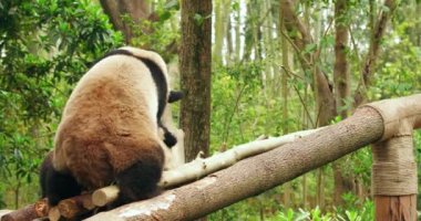 İki dev panda güreşiyor.