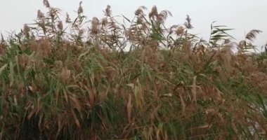 Rüzgarda sallanan Reed çiçekleri