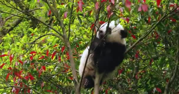 Panda mládě hraje na stromě — Stock video