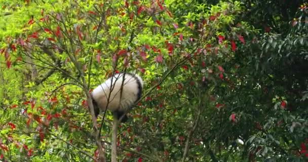 Safado panda filhote brincando na árvore — Vídeo de Stock