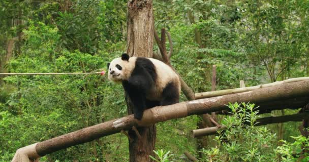 Alimentar al oso panda en el zoológico — Vídeo de stock