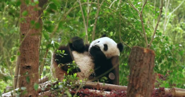 어린 팬더 야외에서 휴식을 취하라 — 비디오