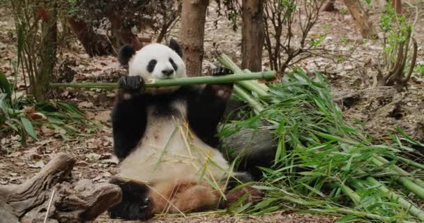 Adult panda eating bamboo — Stock Video
