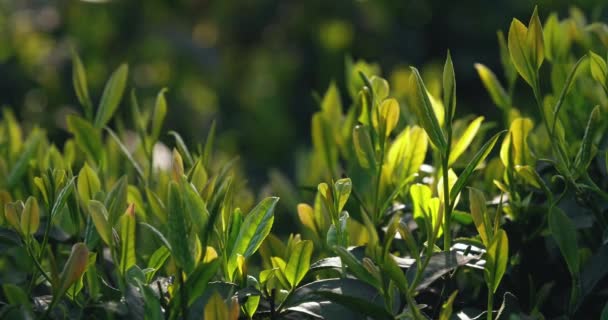 Germoglio di tè di primavera in luce del sole — Video Stock