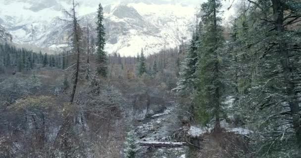 Verschneiter Wald im Gebirge — Stockvideo