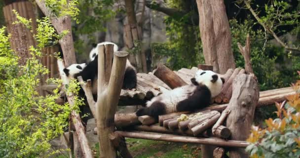 Grupa gigantycznych pand grających w zoo — Wideo stockowe