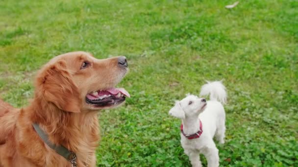 Two dogs are playing in the park. — Stock Video