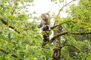 Güzel kedi ağaçta oturuyor