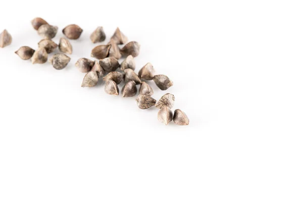 Esculentum Fagopyrum (buckwheat) Benih — Stok Foto