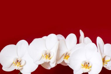 Orkide, Phalaenopsis amabilis kırmızı zemin üzerine