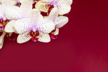 Orkide, Phalaenopsis aphrodite melez kırmızı zemin üzerine