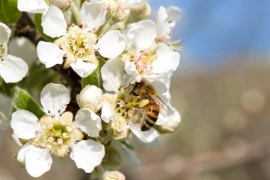 Callery armut (Pyrus calleryana) çiçek ve arı