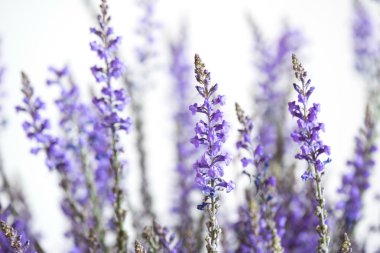 Mor çiçekler ile spontan çimen