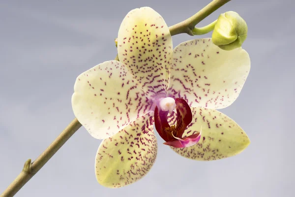 Orquídea, Phalaenopsis aphrodite híbrido — Fotografia de Stock