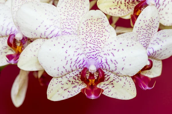 Orquídea, Phalaenopsis aphrodite híbrido no fundo vermelho — Fotografia de Stock