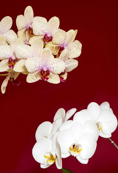 Orquídea, Phalaenopsis amabilis e híbrido Phalaenopsis aphrodite — Fotografia de Stock