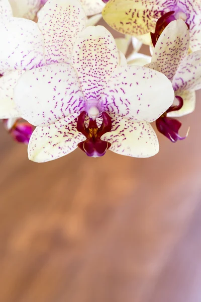 Orquídea, Phalaenopsis aphrodite híbrido em fundo de madeira — Fotografia de Stock