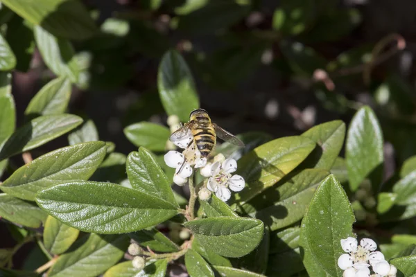 Abeja y flores — Foto de Stock