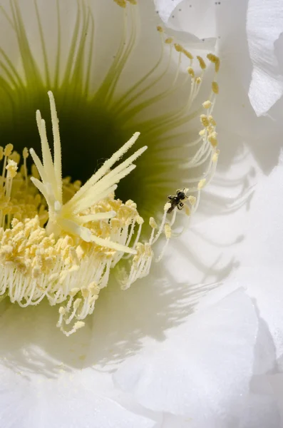 Cacto flor macro — Fotografia de Stock