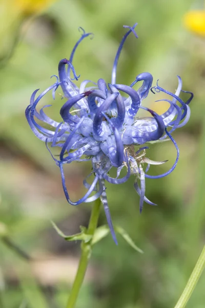 Bloem macro, lente — Stockfoto