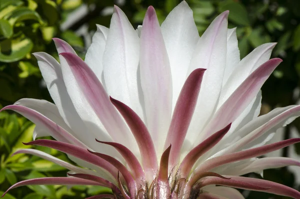 Flower cactus macro — Stock Photo, Image