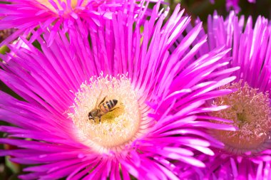 Delosperma çiçek sahilde Santa Marinella, Roma, İtalya