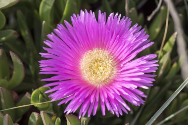 Delosperma çiçek sahilde Santa Marinella, Roma, İtalya