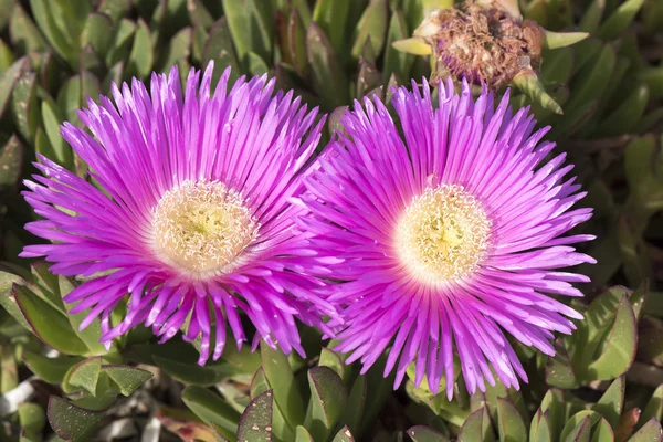 Delosperma bloem op het strand in Santa Marinella, Rome, Italië — Stockfoto