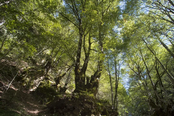 Grande faia na floresta — Fotografia de Stock