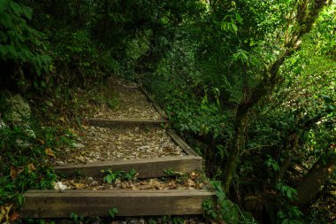 Yeşil ormandaki turist yolu, subtropikal orman. Yew-boxwood Korusu, Sochi Ulusal Parkı, Krasnodar Bölgesi, Rusya