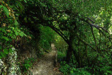 Yeşil ormandaki turist yolu, subtropikal orman. Yew-boxwood Korusu, Sochi Ulusal Parkı, Krasnodar Bölgesi, Rusya