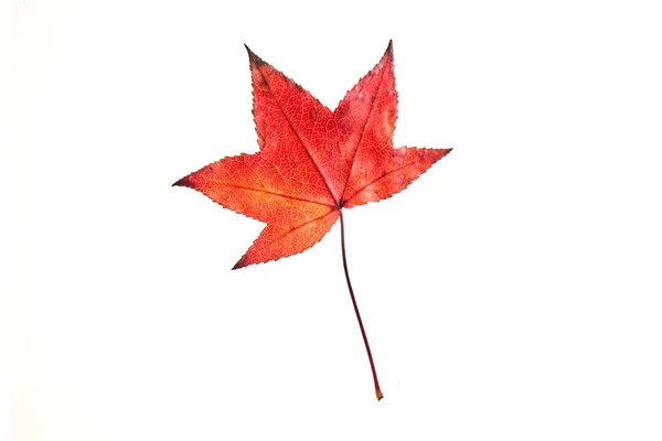 Μονό Κόκκινο Φθινόπωρο Liquidambar Φύλλο Σφενδάμου Που Απομονώνονται Λευκό Φόντο — Φωτογραφία Αρχείου