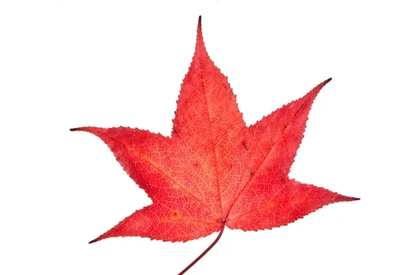 Μονό Κόκκινο Φθινόπωρο Liquidambar Φύλλο Σφενδάμου Που Απομονώνονται Λευκό Φόντο — Φωτογραφία Αρχείου