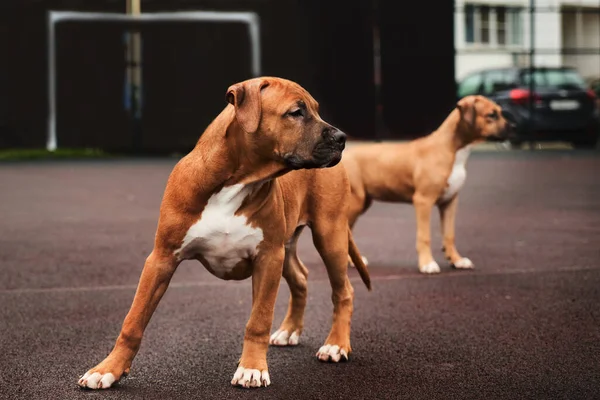 Deux Heureux Chiots Américains Terrier Staffordshire Pour Portrait Promenade — Photo