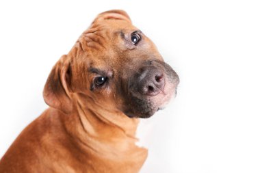 American Staffordshire Terrier 'ın beyaz arka planda izole edilmiş yavru köpek portresi. Stüdyoda köpek ağızlığı.