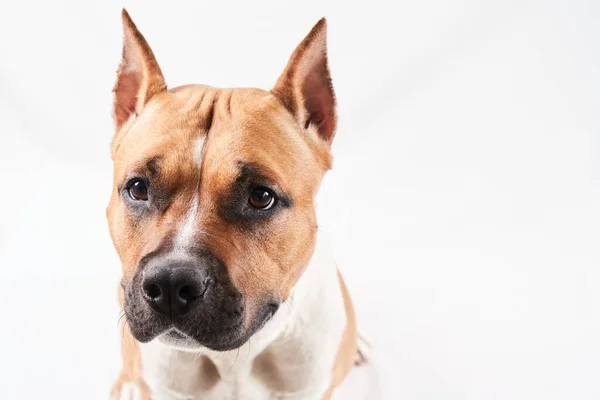 Amerikaans Staffordshire Terrier Portret Geïsoleerd Witte Achtergrond Hond Muilkorf Close — Stockfoto