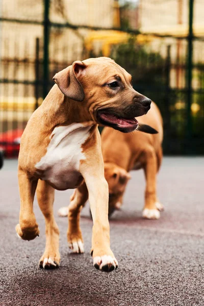 Deux Heureux Chiots Américains Terrier Staffordshire Pour Portrait Promenade — Photo