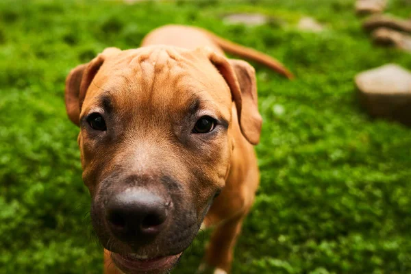 散歩中のアメリカのスタッフォードシャー テリアの子犬の肖像画 犬の銃口を閉じます外 — ストック写真