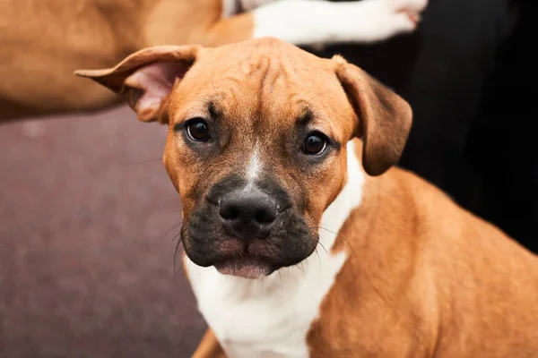 散歩中のアメリカのスタッフォードシャー テリアの子犬の肖像画 犬の銃口を閉じます外 — ストック写真