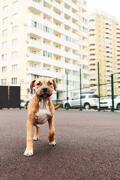 American Staffordshire Terrier Portrait Chiot Bon Chien Promenade — Photo